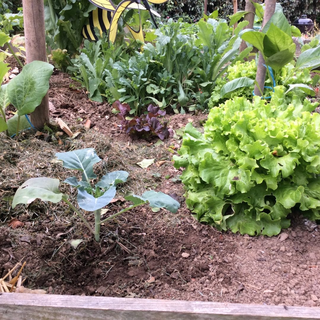 ?? Jardinbiobzh ?