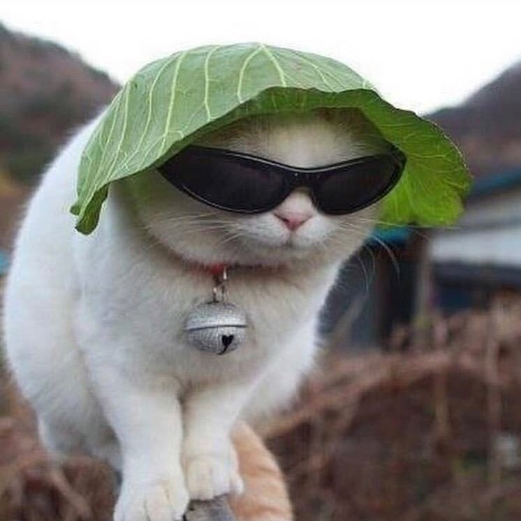 Memes&chatons