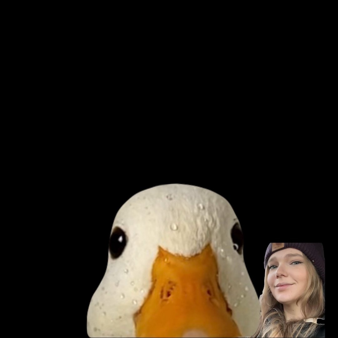 Pet Call Ducks