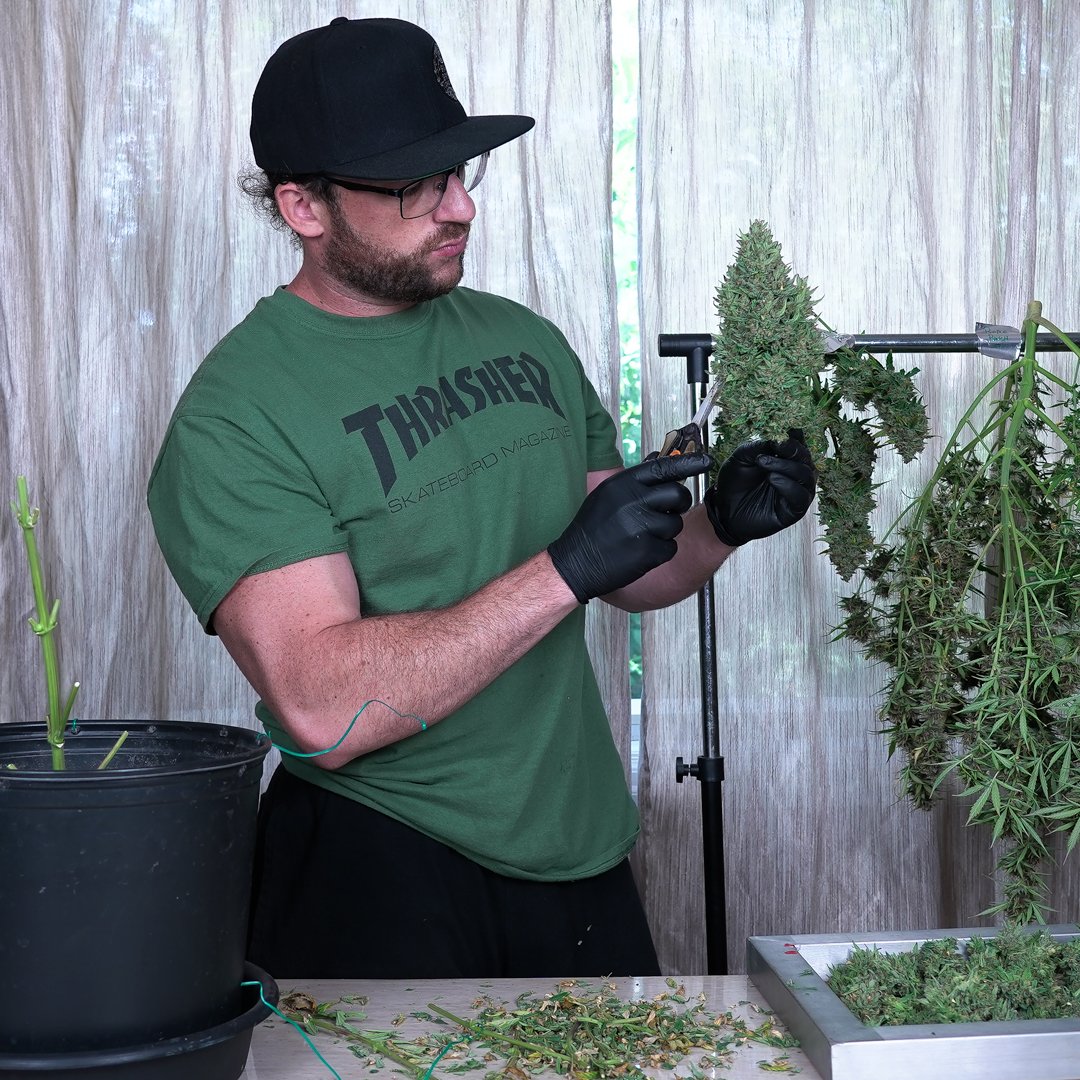 Mr. Canucks Grow
