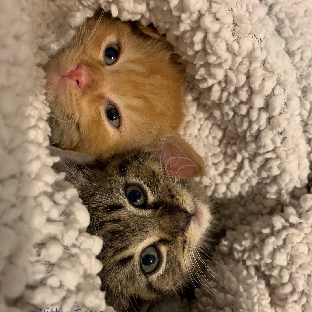 Barb, Kitten Mom