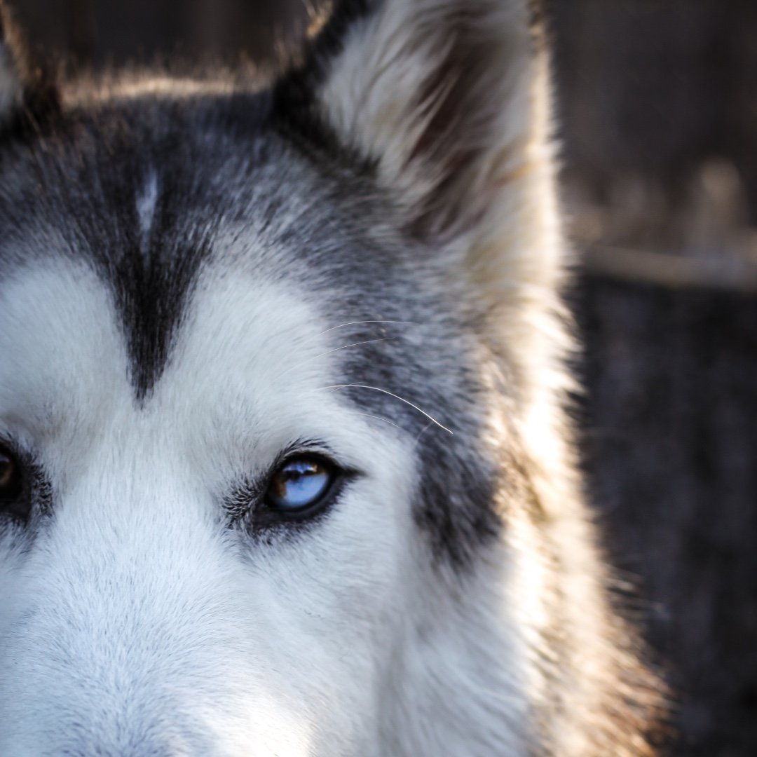 Loki The Wolfdog