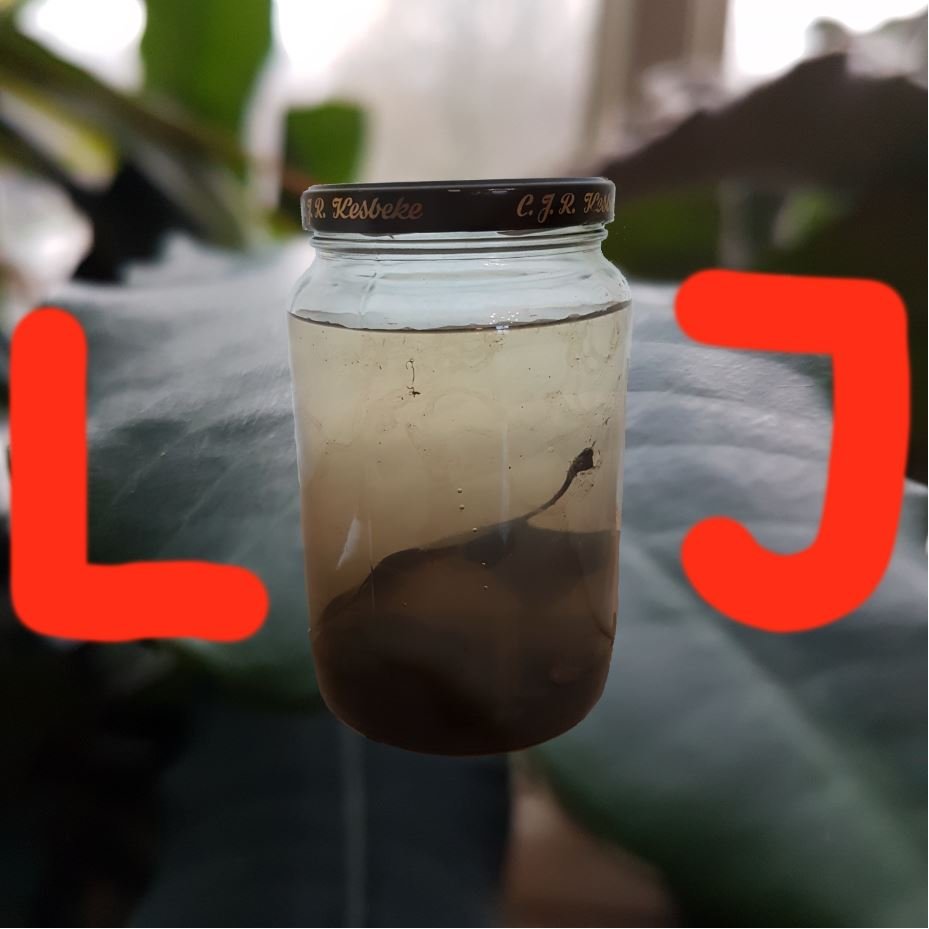 Life In Jars?