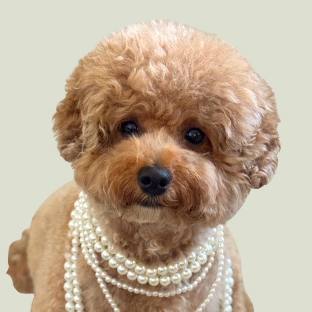 Ivy The Petite Goldendoodle