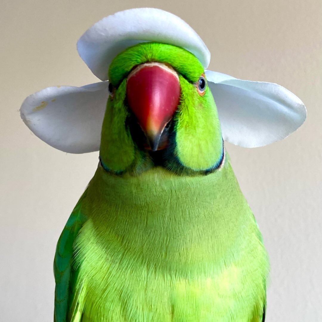 Parrot Ecstasy