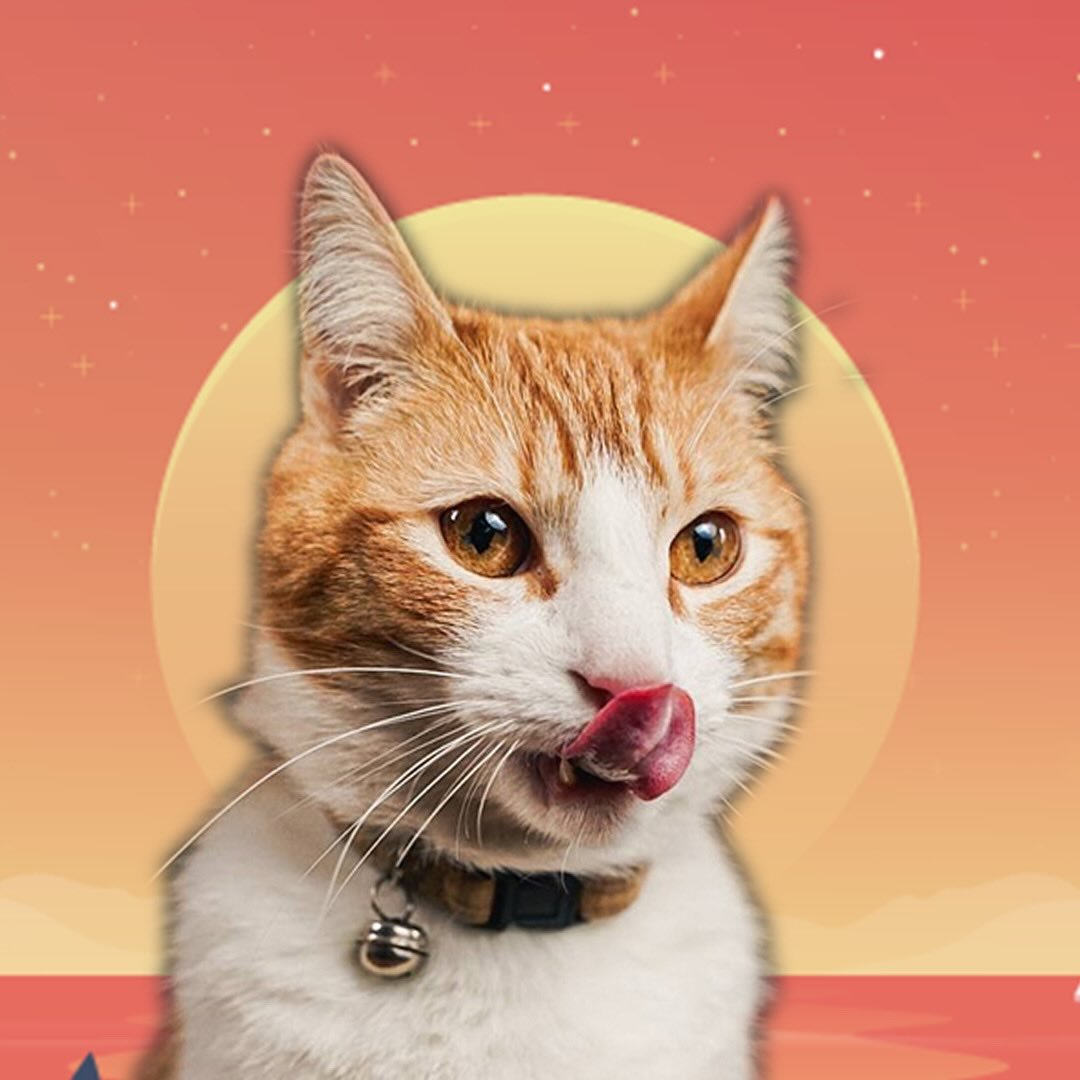Ros 🐈 Adventure Cat