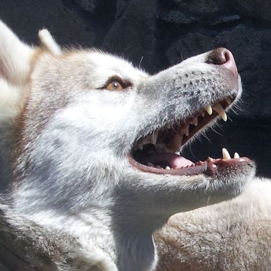 Sirokami Husky