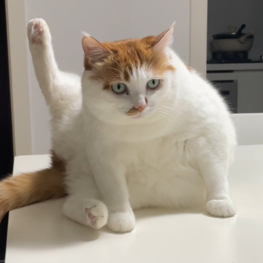 dreamycat_996