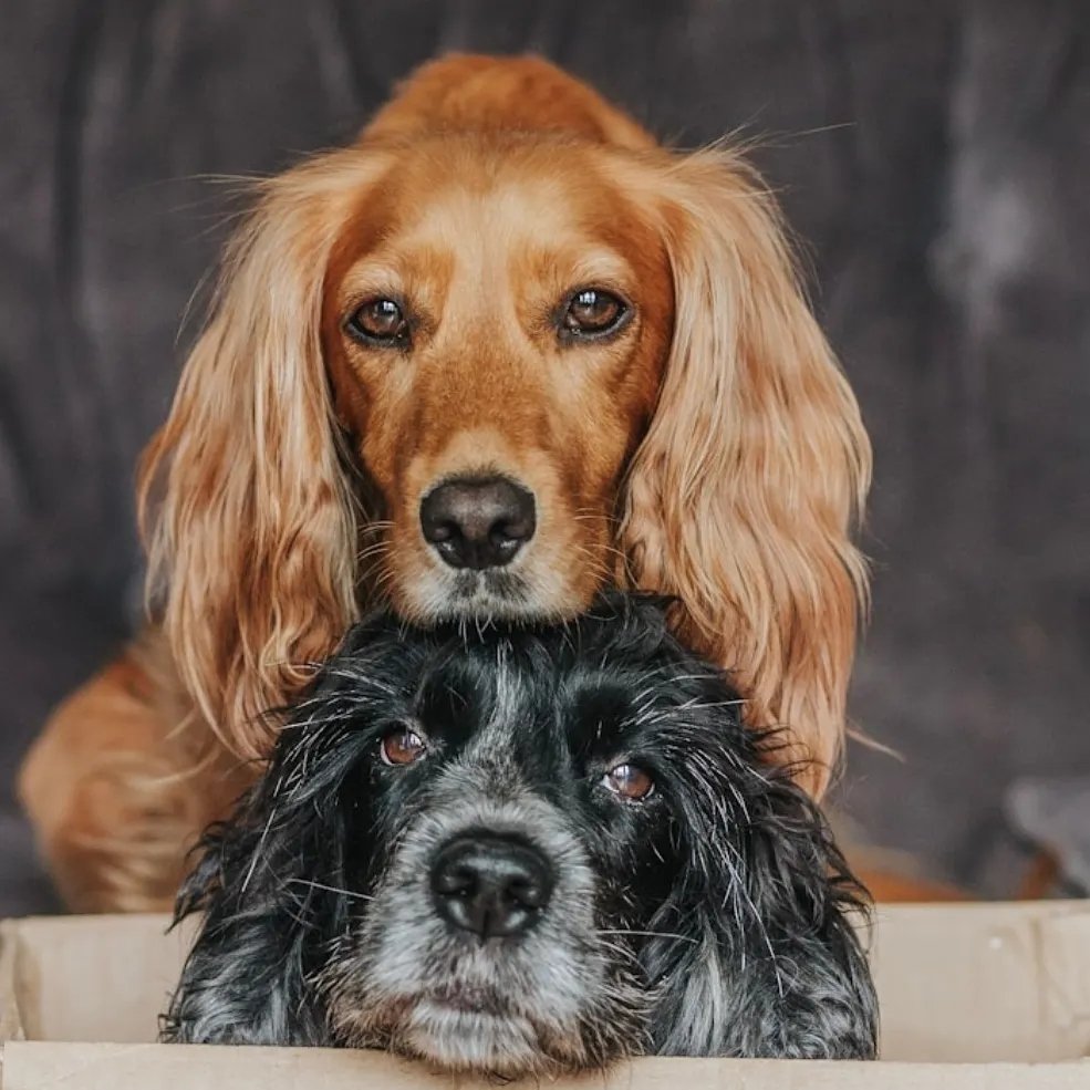 woofwagwalk