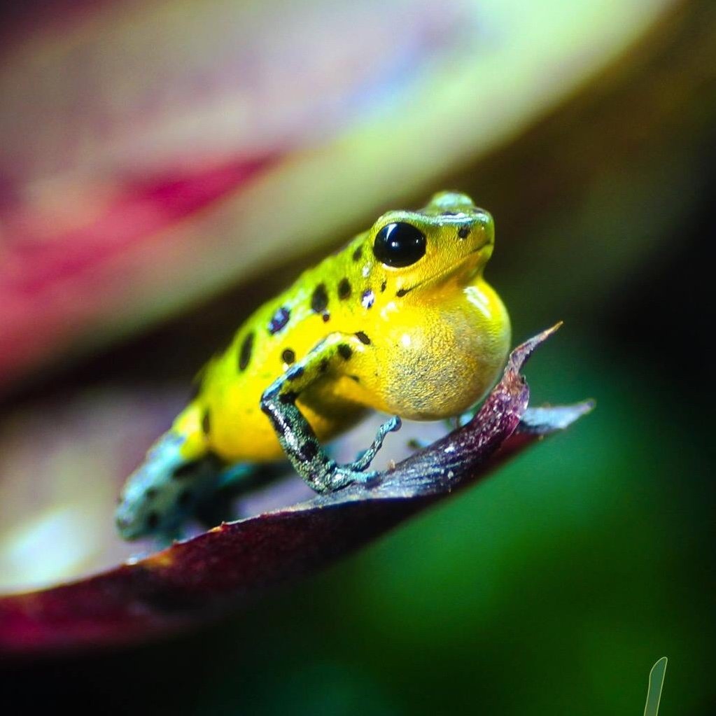 Jungle Jewel Exotics