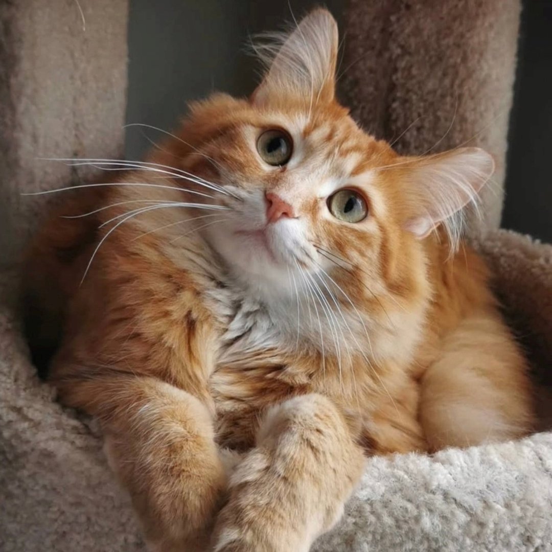 Walter the Catt
