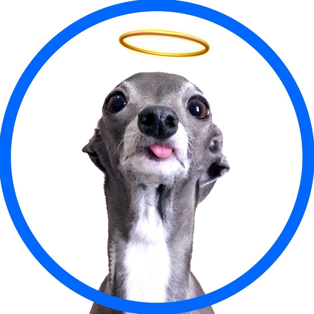 Tika The Iggy