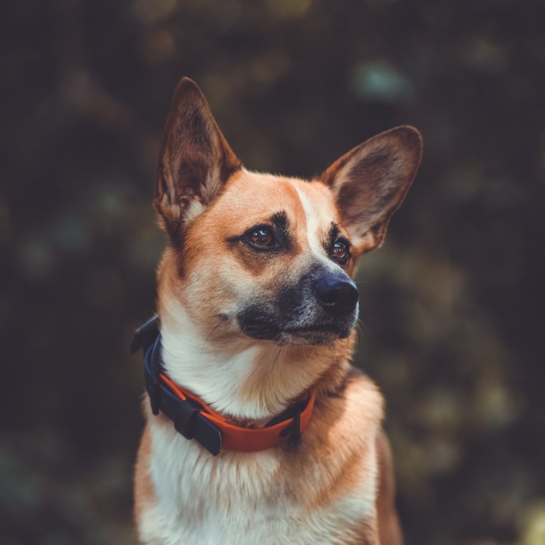 Corgi Mix Fred