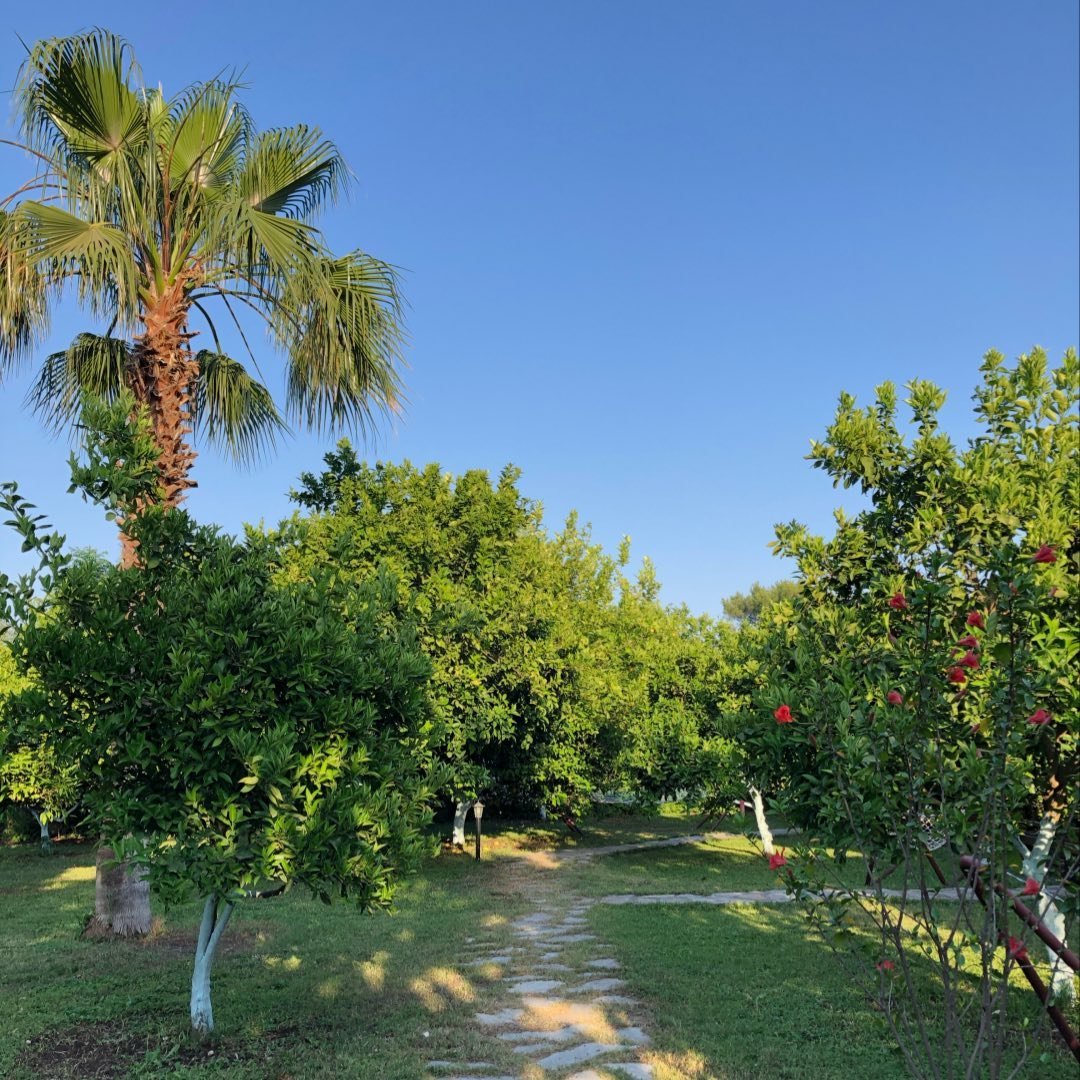 Özge Hotel & Bungalow