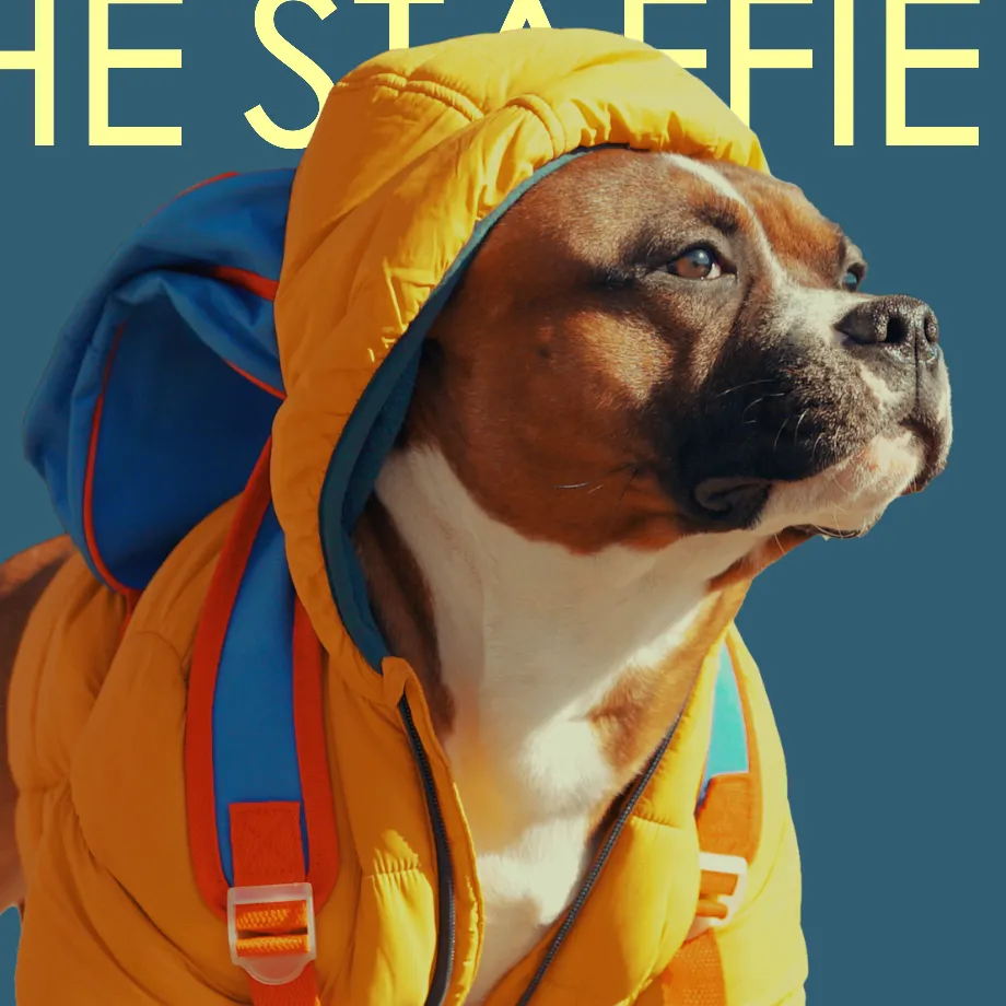 Rio The Staffie