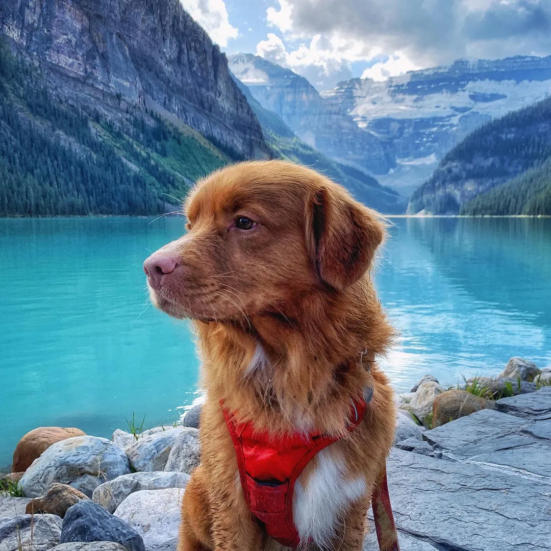 Rocky Mountain Dog