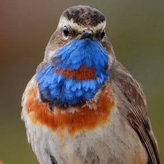 Birds In Norway / Knut Fugl