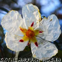 Extremadura Asina