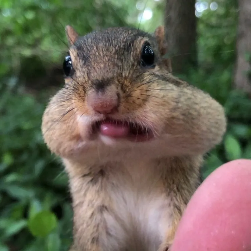 Chipmunks Of TikTok