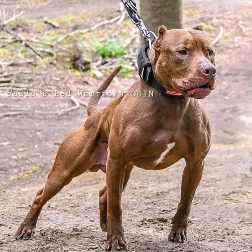 SPORT FOR MY PITBULL