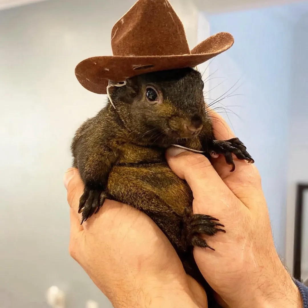 Peanut The Squirrel