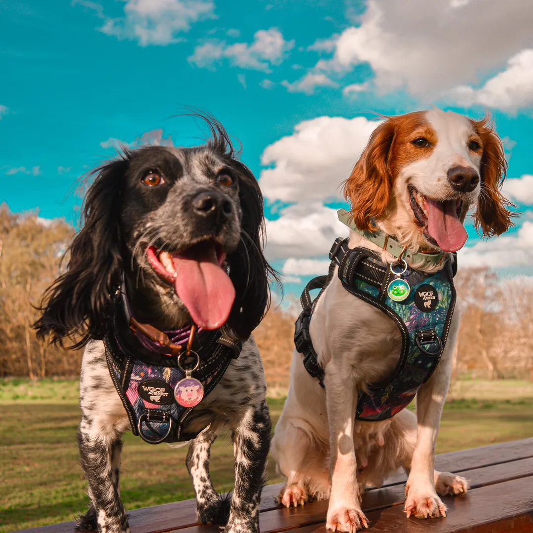 Tay, Goose, & Goji - UGC 🥰