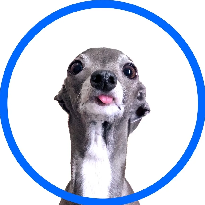 Tika The Iggy