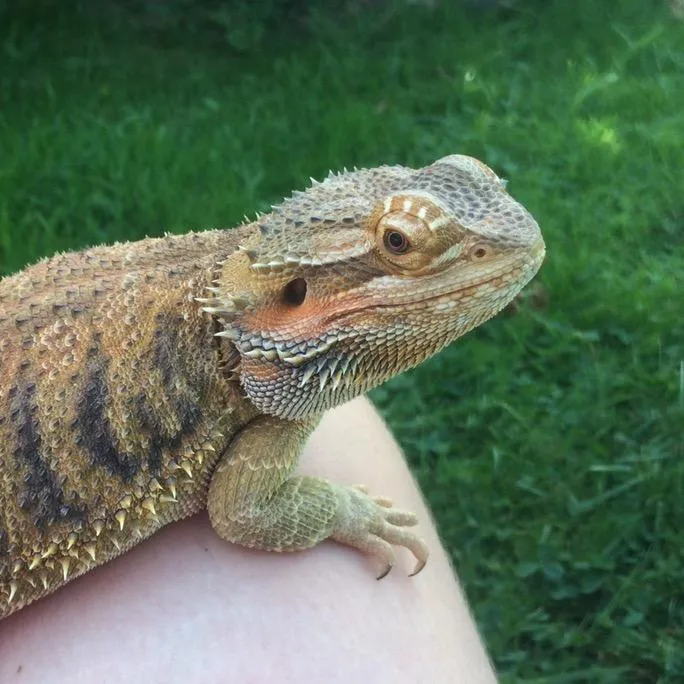 ReptiLime