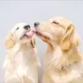 Three Golden Retrievers