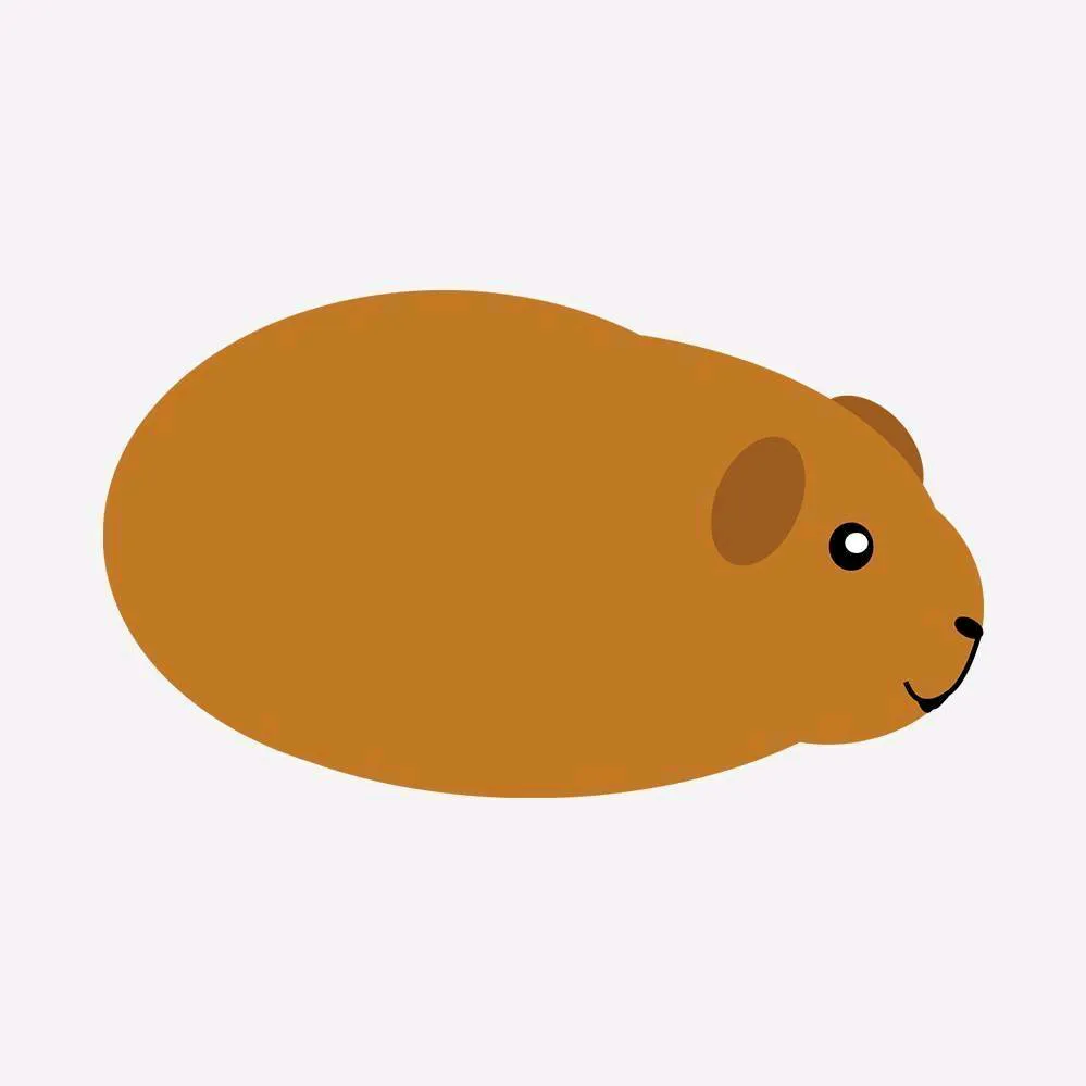 COBAYAS ESPAÑA 🐹 | Info Sobre Cuyos O Cuyes