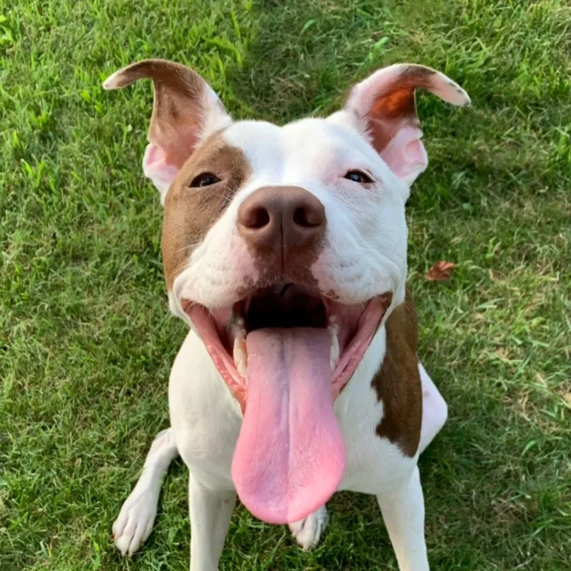 Radley Barkley