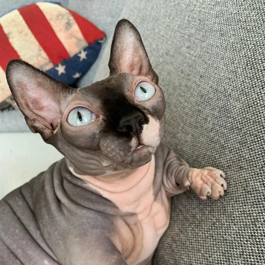 Nala
