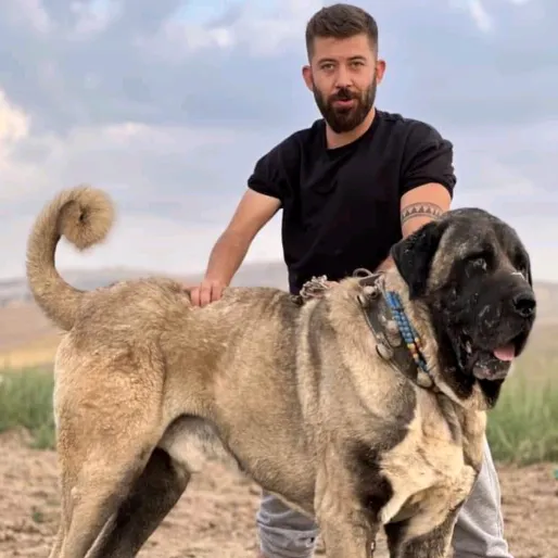 EMRE TÜRKOĞLU