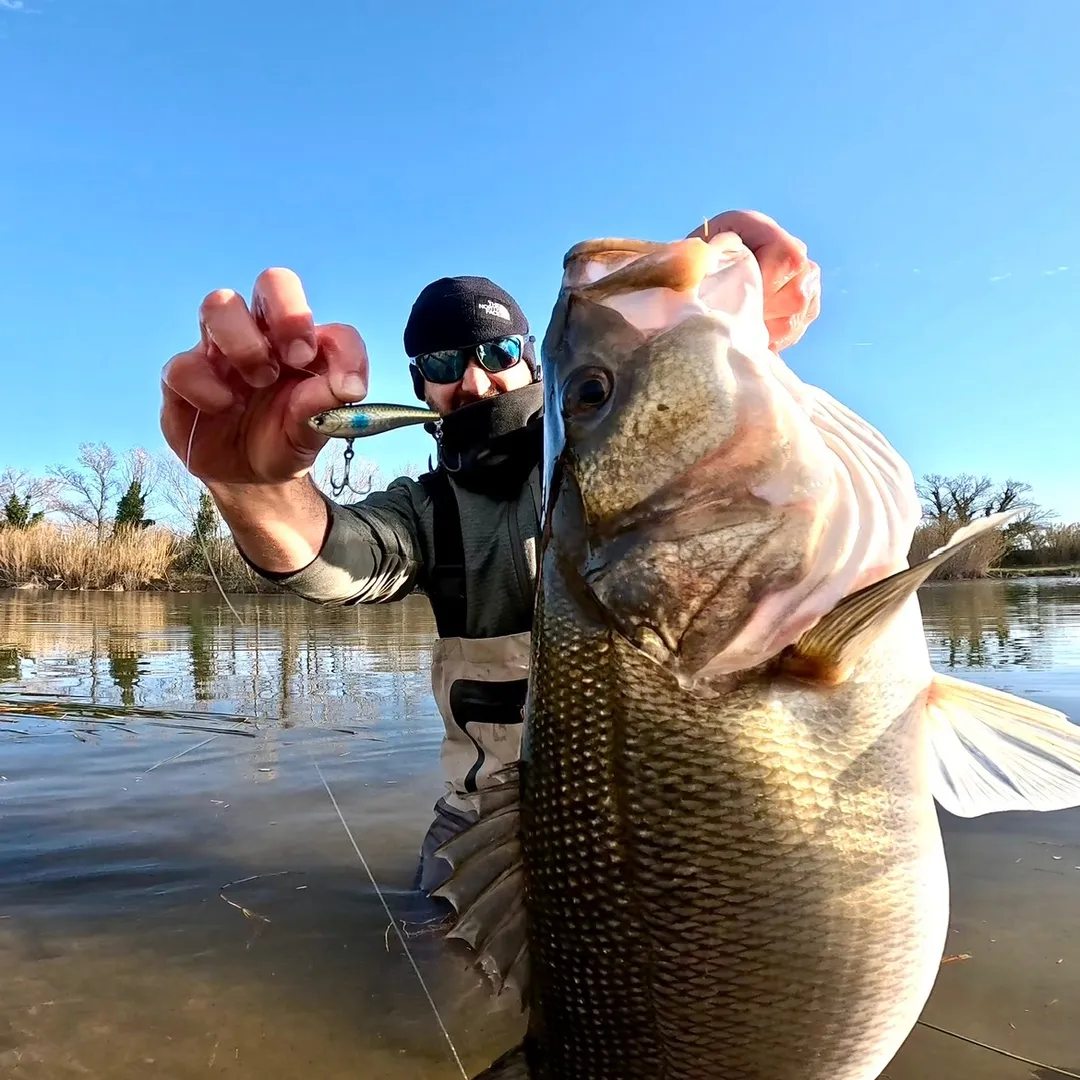 Mirco Fishing