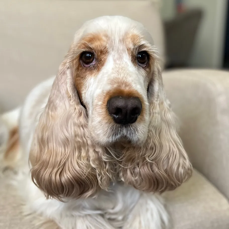 Vera Cocker Dog