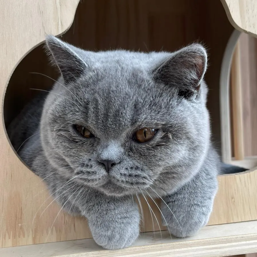 Zac British Shorthair Cat