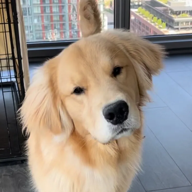 Golden Boy Charlie