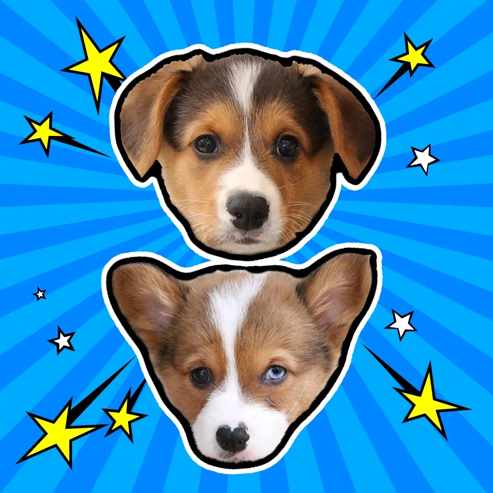 Doby & Blue - Corgis