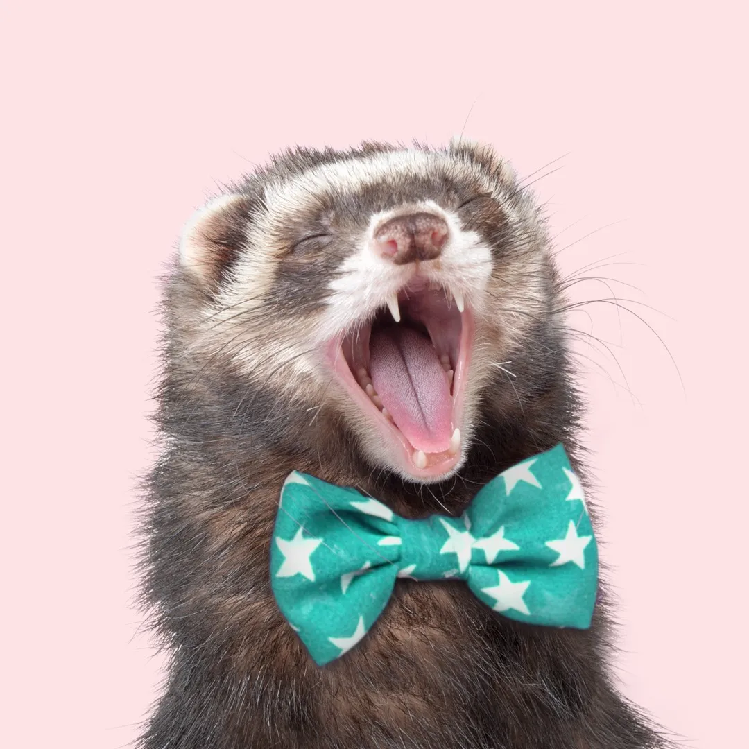 Moose The Famous Ferret