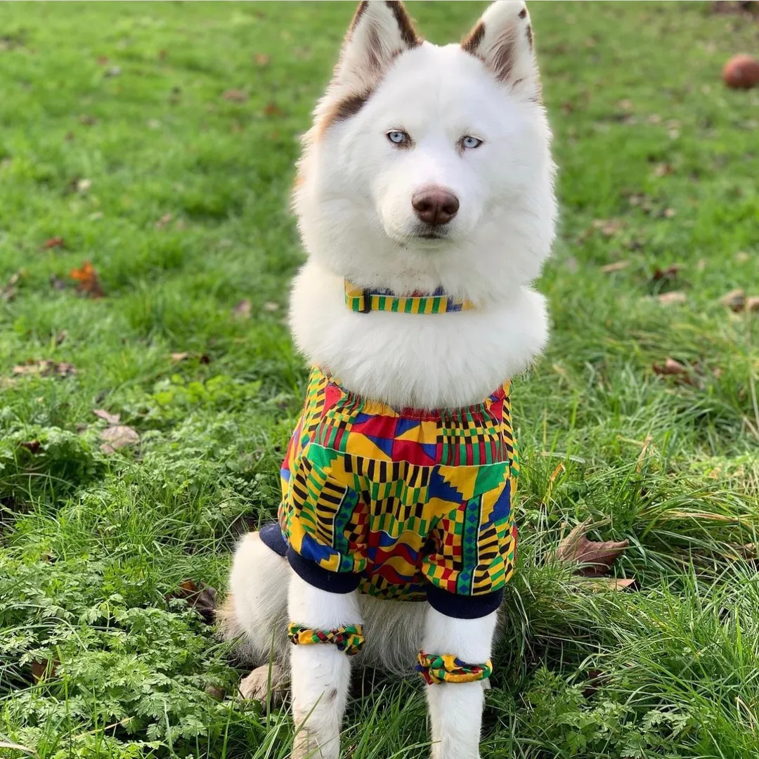 Viola The Husky