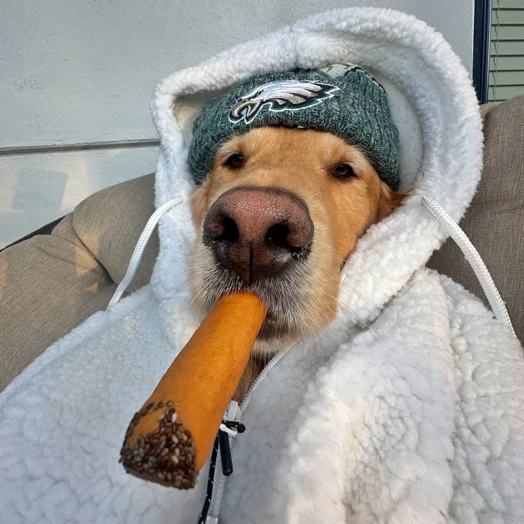 Donut The Golden Retriever