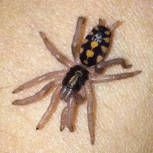 Tarantulas /╲/\( •̀ ω •́ )/\╱\