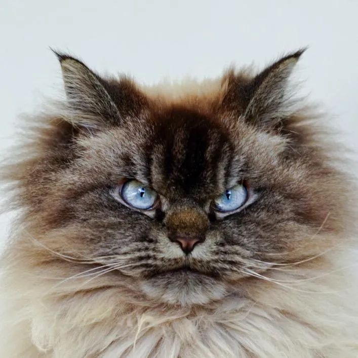 Merlin The Mad Ragdoll