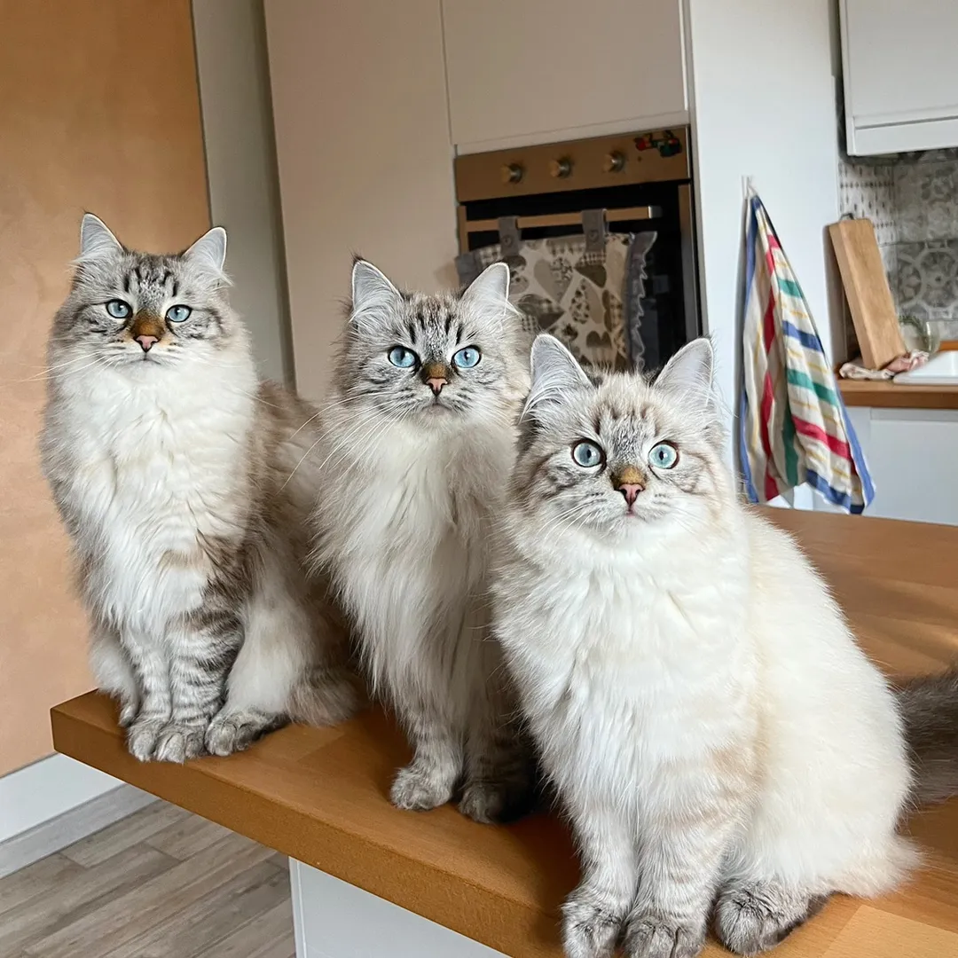 Piuma, Pila&coco | Siberian Cats