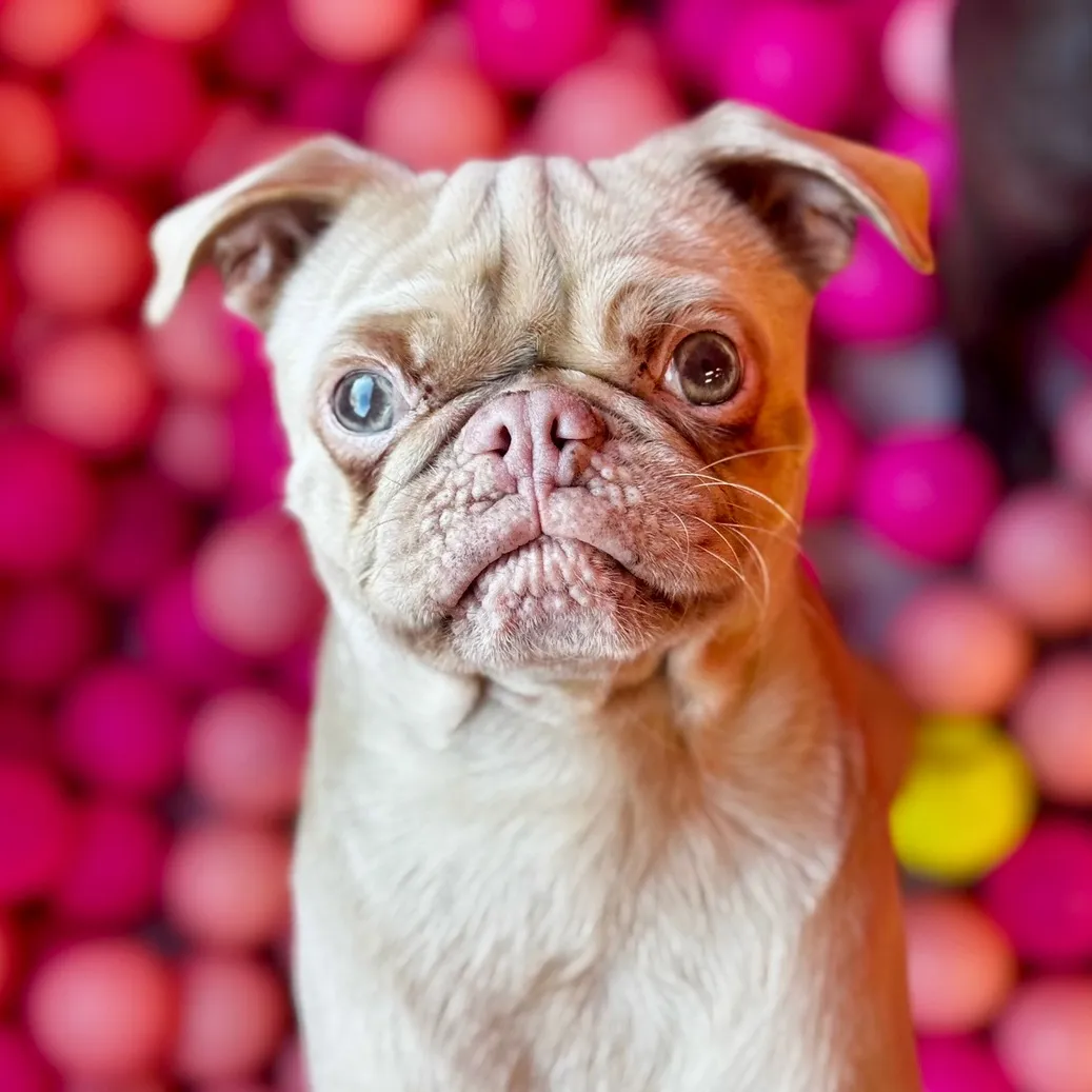 CuppaPug™️