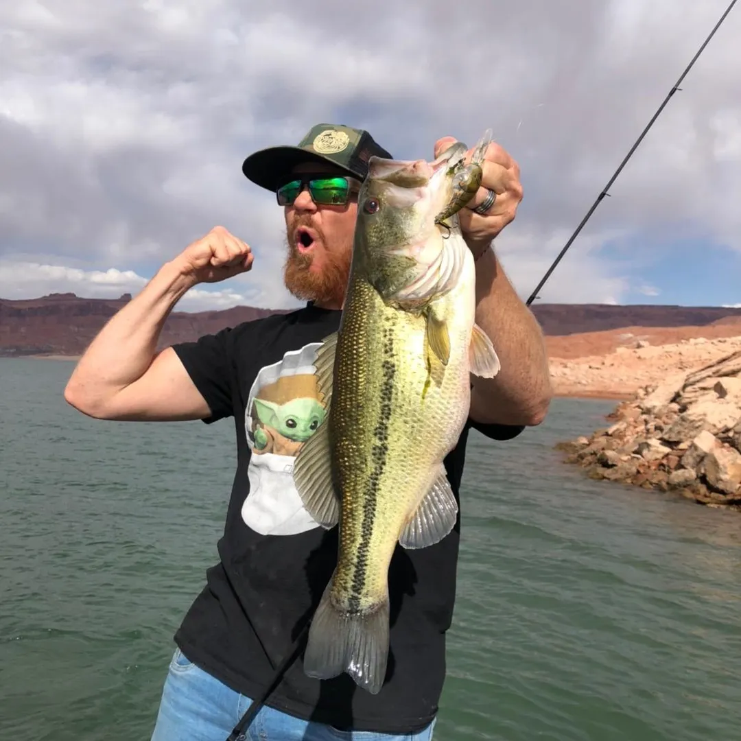 Kraken Bass