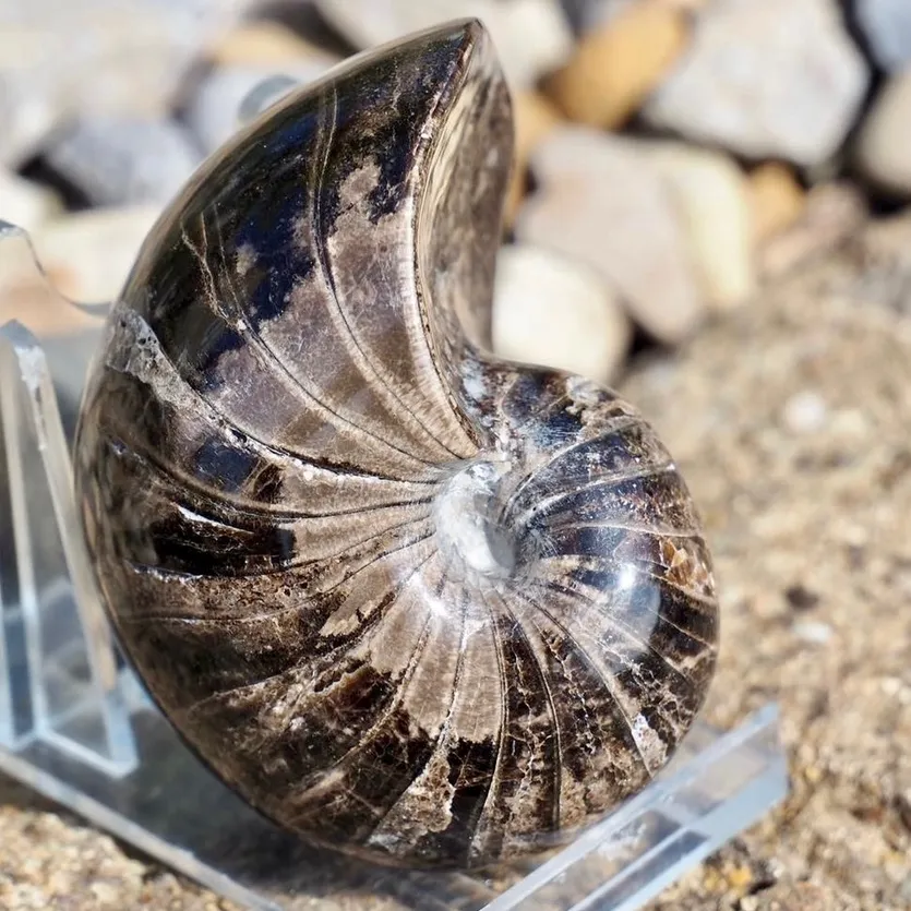 Forgotten Fossils