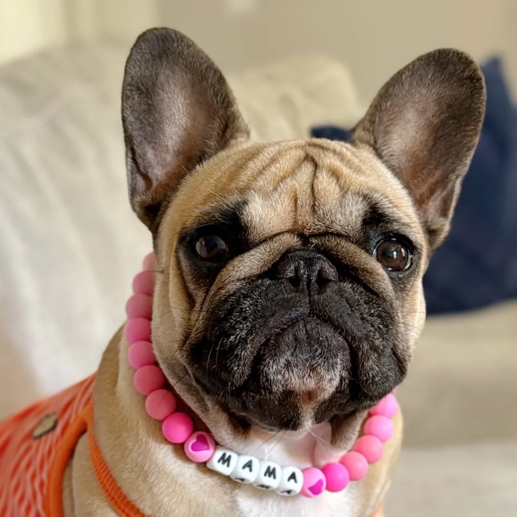 Vivianne Hulsey + Vixbull Frenchies