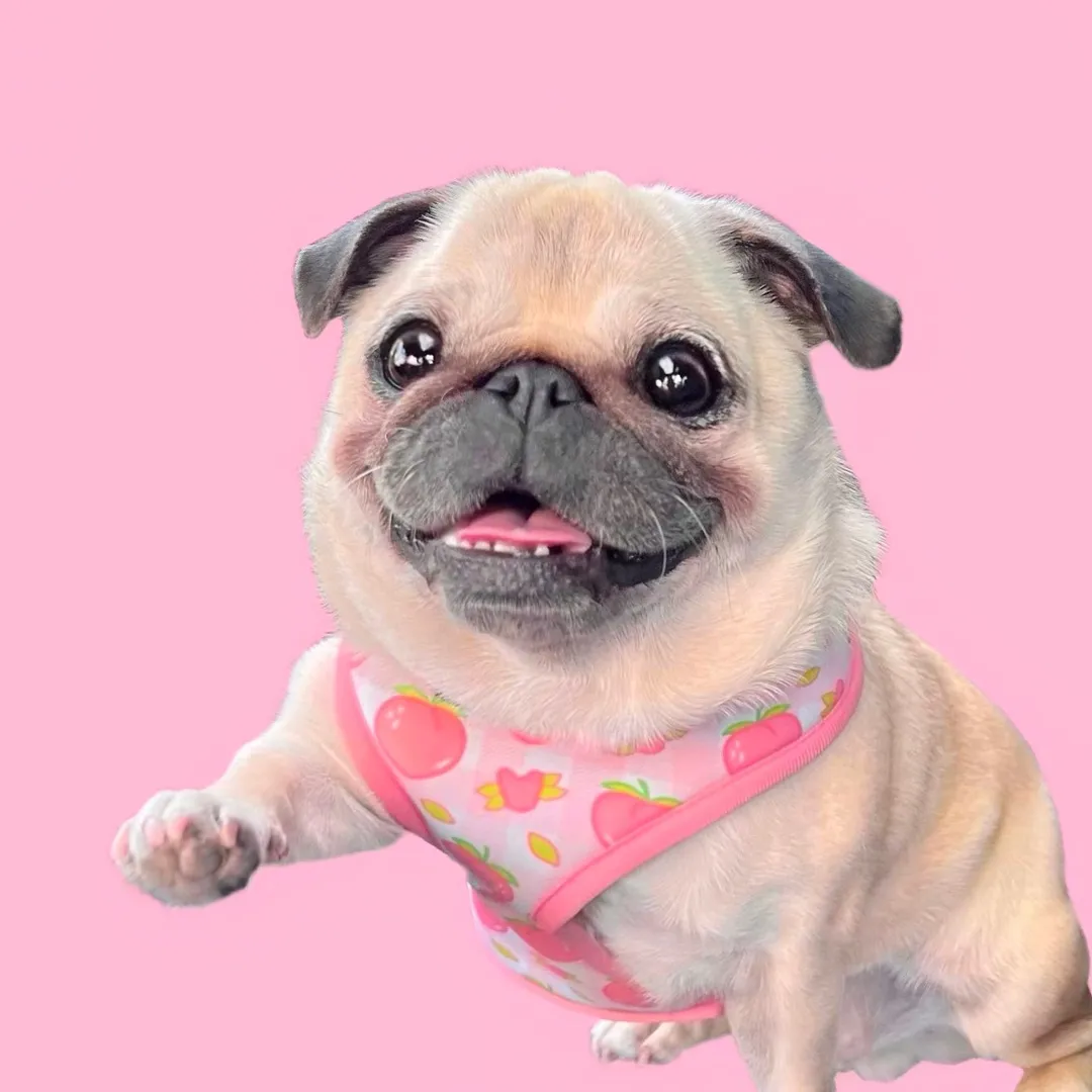 Loulou The Pug