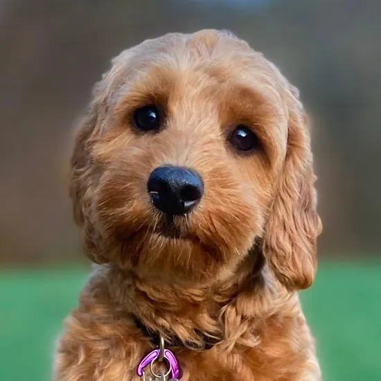 Vilja The Cockapoo